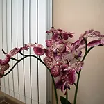 Bed & Breakfast Giacomino Sorrento