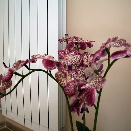 Oda ve Kahvaltı Giacomino Sorrento